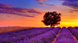 Sting Alone On Lavender Field wallpaper thumb