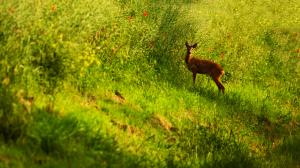Deer Fawn Grass Green HD wallpaper thumb