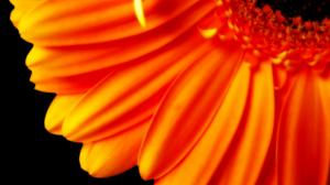 Pure Orange Flower 1080p HD wallpaper thumb