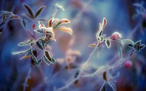 Frost leaves close-up, blurred background wallpaper thumb