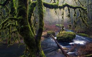 Moss, trees, stones, stream, Oregon wallpaper thumb