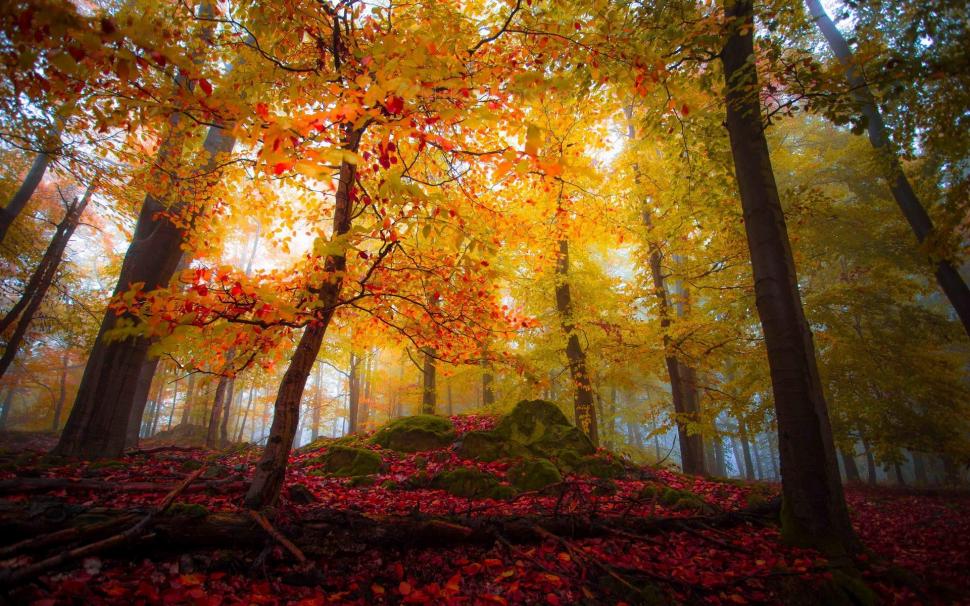 Landscape, Nature, Forest, Fall, Colorful, Trees, Leaves, Mist wallpaper,landscape HD wallpaper,nature HD wallpaper,forest HD wallpaper,fall HD wallpaper,colorful HD wallpaper,trees HD wallpaper,leaves HD wallpaper,mist HD wallpaper,1920x1200 wallpaper