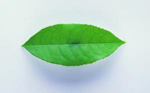 A green leaf close-up, shadows wallpaper thumb