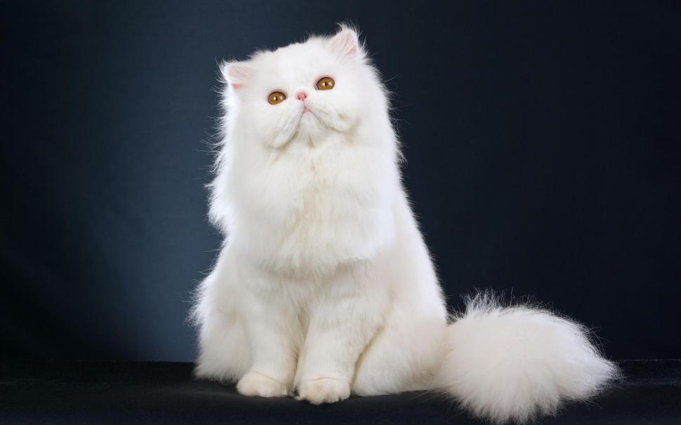 *** Beautiful White Cat *** wallpaper,cats HD wallpaper,white HD wallpaper,animals HD wallpaper,animal HD wallpaper,2560x1600 wallpaper