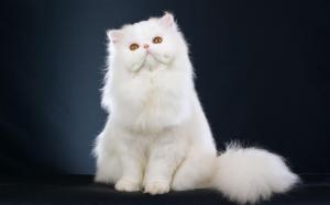*** Beautiful White Cat *** wallpaper thumb