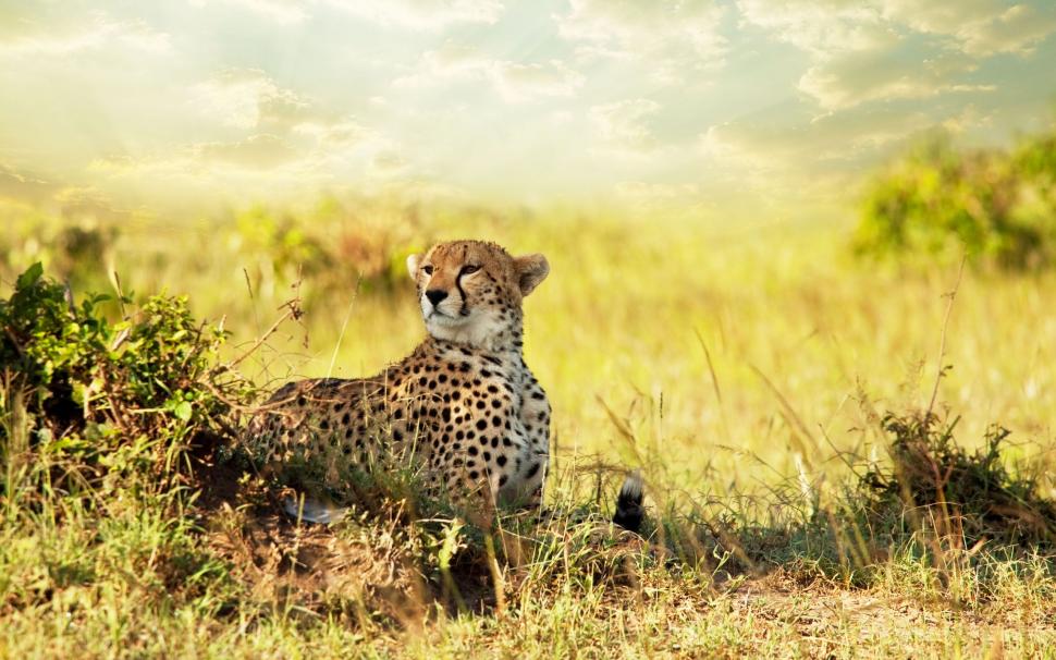 Cheetah Savanna Africa wallpaper,africa HD wallpaper,cheetah HD wallpaper,savanna HD wallpaper,2560x1600 wallpaper