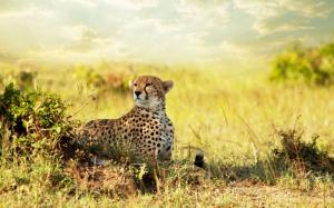 Cheetah Savanna Africa wallpaper thumb