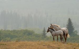 Pair Of Beautiful Horses wallpaper thumb