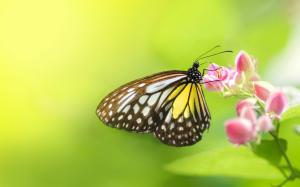 Insect butterfly flowers wallpaper thumb