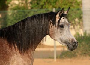 Arabian Horse wallpaper thumb