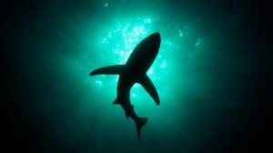 Silhouettes Sharks Underwater wide Mobile wallpaper thumb