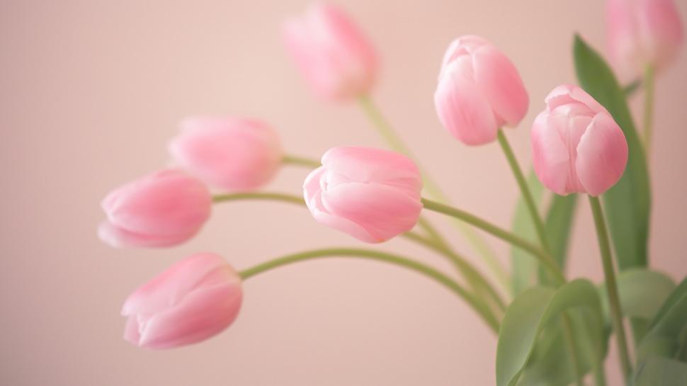 Bud, pink, tulips, flowers wallpaper,bud HD wallpaper,pink HD wallpaper,tulips HD wallpaper,1920x1080 wallpaper
