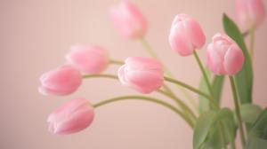 Bud, pink, tulips, flowers wallpaper thumb