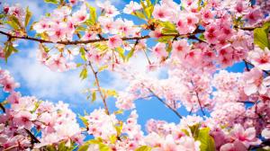 Sakura Cherry Blossom HD wallpaper thumb