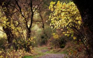 Trees Path Trail Autumn Leaves HD wallpaper thumb