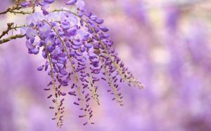 Wisteria purple flowers, branch, blur background wallpaper thumb