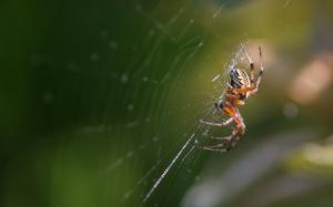 Web Spider wallpaper thumb