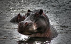 Hippopotamus in Water wallpaper thumb