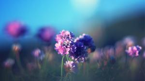 Flower Macro Blur HD wallpaper thumb