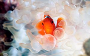 Clown fish ocean underwater world wallpaper thumb