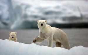 Polar bears, Arctic, snow wallpaper thumb