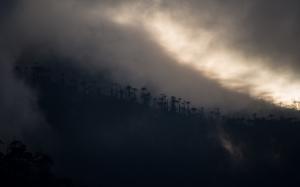 Trees Fog Mist HD wallpaper thumb