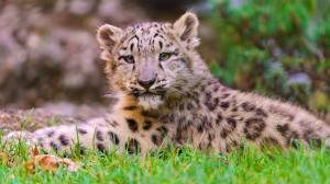 Cute little leopard close photography wallpaper thumb