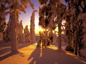 Trees, Snow, Landscape, Winter, Sunlight wallpaper thumb