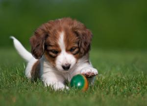kooikerhondje, dog, puppy, ball, playful wallpaper thumb