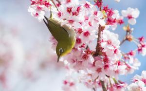 cherry blossoms bird wallpaper thumb