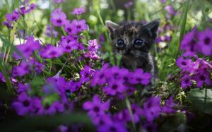 Cute kitten, purple flowers wallpaper thumb