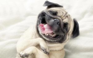 Smiling dog wallpaper thumb