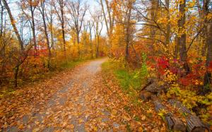 Autumn, park, forest, trees, yellow leaves, path wallpaper thumb