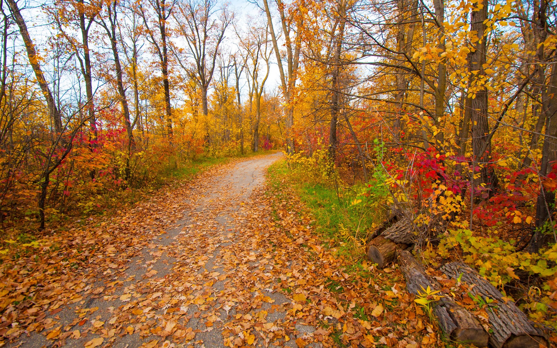 Autumn, park, forest, trees, yellow leaves, path wallpaper | nature and ...