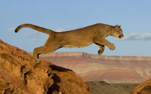 Mountain Lion Cougar Jump HD wallpaper thumb