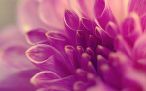 Pink flower macro, petals close-up wallpaper thumb