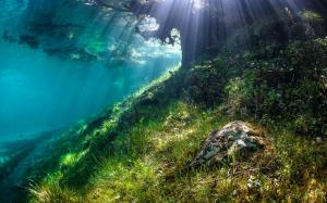 Underwater Grass Sunlight Tree HD wallpaper thumb