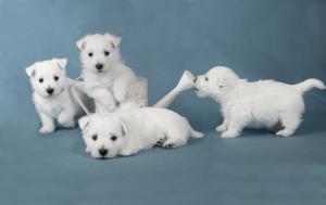 White terriers wallpaper thumb