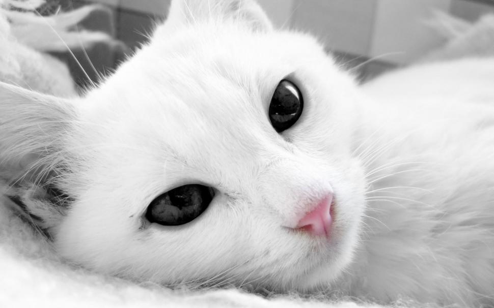 Cat White Face Picture Gallery wallpaper,cats HD wallpaper,face HD wallpaper,gallery HD wallpaper,picture HD wallpaper,white HD wallpaper,1920x1200 wallpaper