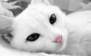 Cat White Face Picture Gallery wallpaper thumb