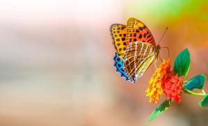 Butterfly and flower wallpaper thumb