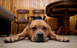 Brown dog, floor, sadness wallpaper thumb