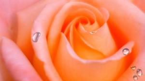 Apricot Rose wallpaper thumb