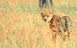 Cheetah in a field wallpaper thumb