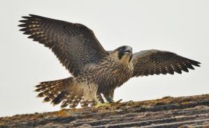 Peregrine falcon, Falco peregrinus wallpaper thumb