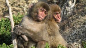 Cute Primates wallpaper thumb