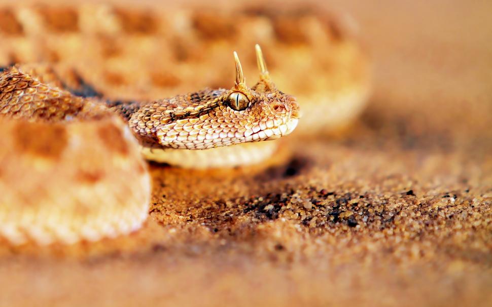 Snake close-up on the sand wallpaper,Snake HD wallpaper,Sand HD wallpaper,2560x1600 wallpaper