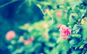 Flower Macro Blur Warm HD wallpaper thumb
