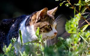 Cat in grass wallpaper thumb