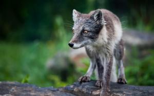 Animals, Nature, Depth of Field, Fox, Arctic Fox wallpaper thumb